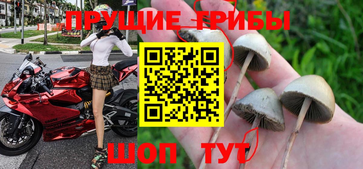 Галлюциногенные грибы GOLDEN TEACHER Коркино